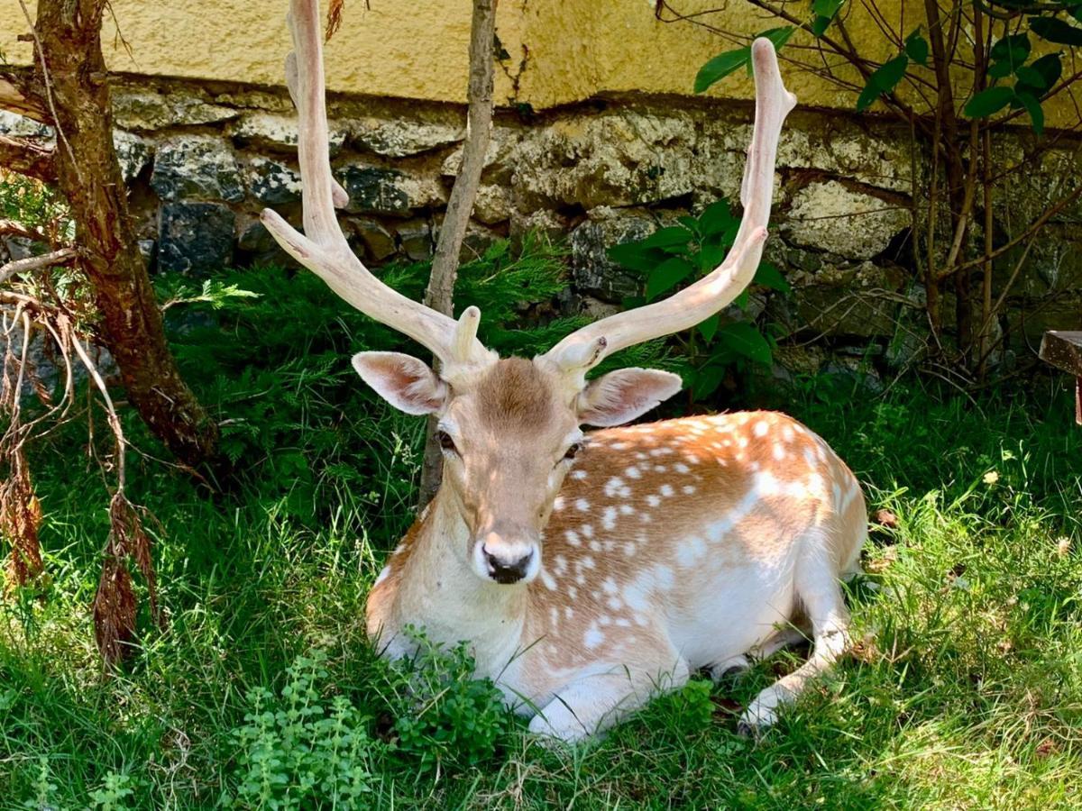 ホテル ポロネズキョイ カントリー クラブ イスタンブール エクステリア 写真