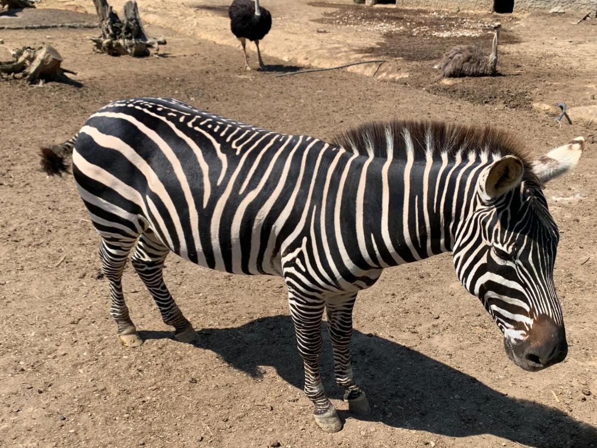 ホテル ポロネズキョイ カントリー クラブ イスタンブール エクステリア 写真
