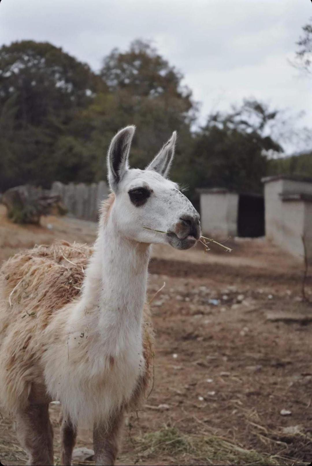 ホテル ポロネズキョイ カントリー クラブ イスタンブール エクステリア 写真