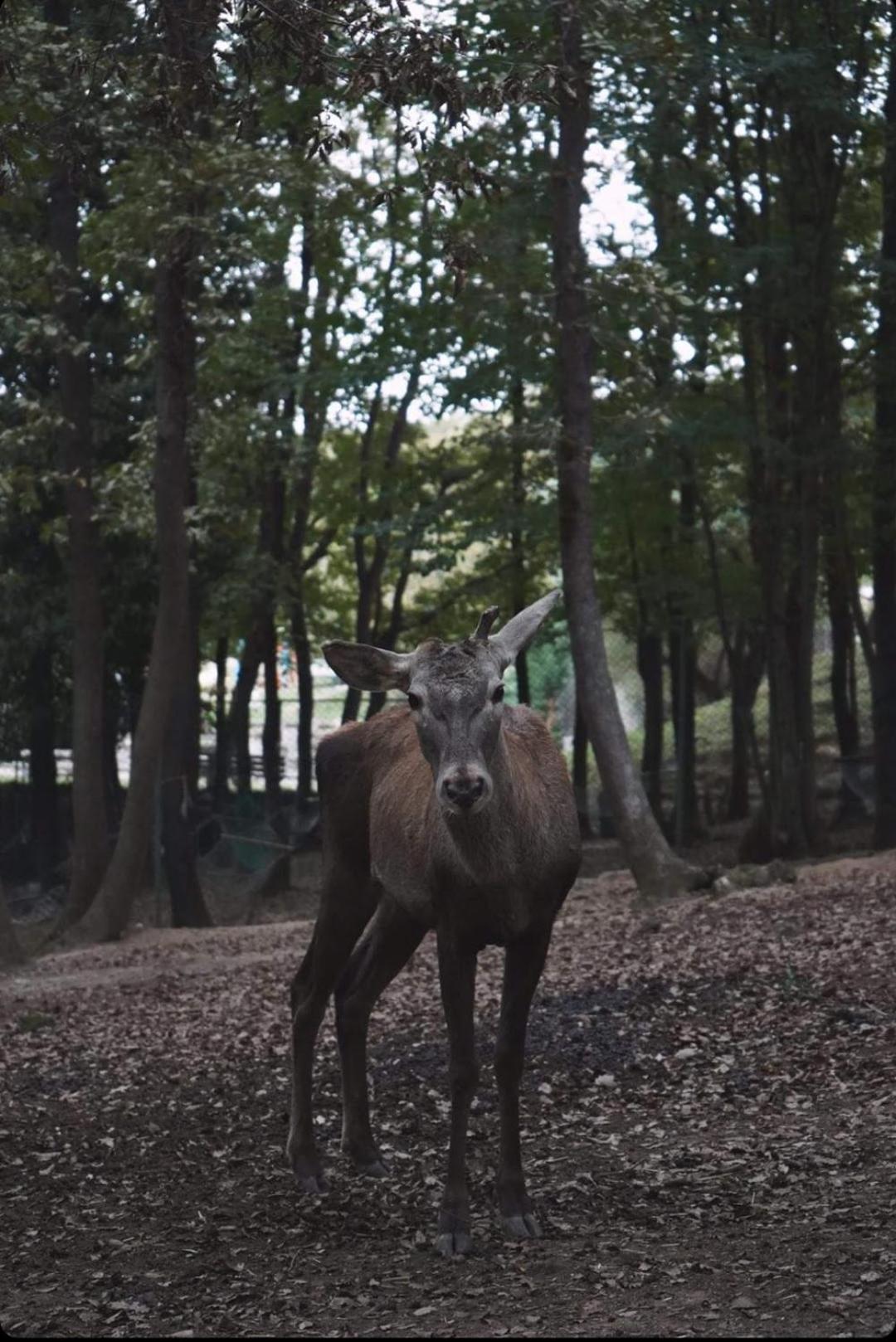 ホテル ポロネズキョイ カントリー クラブ イスタンブール エクステリア 写真