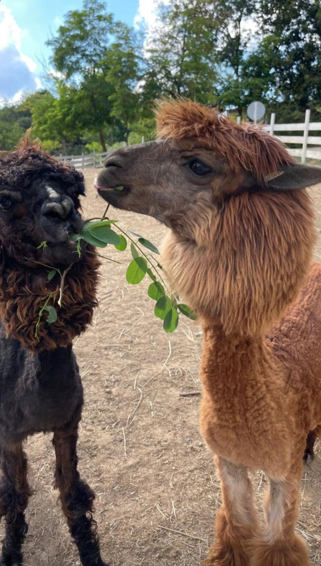 ホテル ポロネズキョイ カントリー クラブ イスタンブール エクステリア 写真