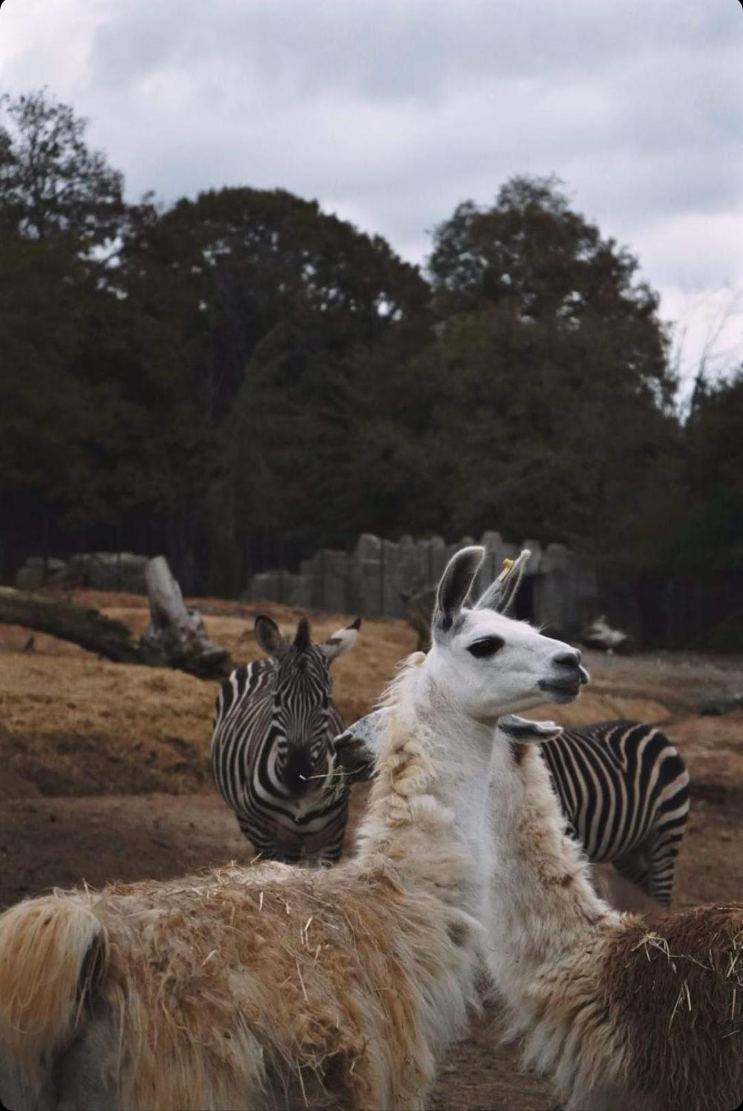 ホテル ポロネズキョイ カントリー クラブ イスタンブール エクステリア 写真