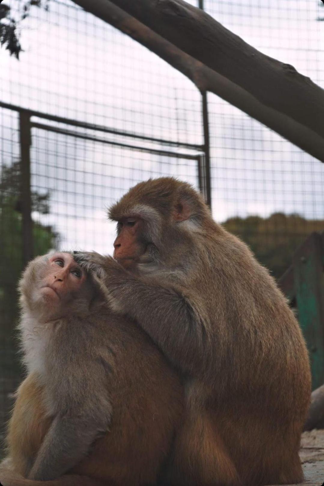 ホテル ポロネズキョイ カントリー クラブ イスタンブール エクステリア 写真