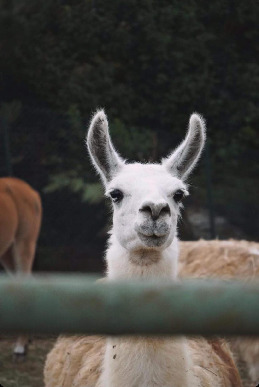 ホテル ポロネズキョイ カントリー クラブ イスタンブール エクステリア 写真