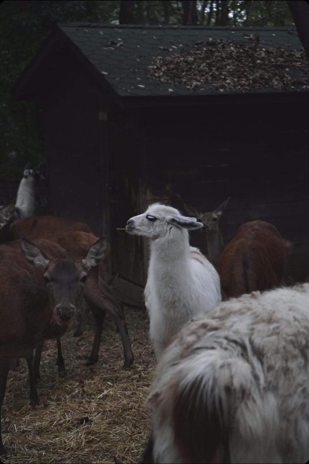 ホテル ポロネズキョイ カントリー クラブ イスタンブール エクステリア 写真